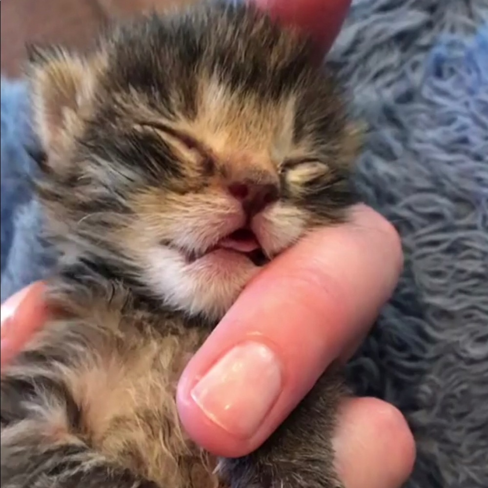 Meet your Posher, Jourdan